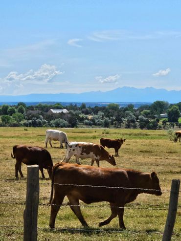 cattle ranches are at wild west excursions in cortez colorado