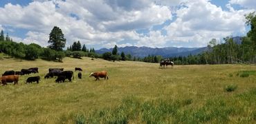 Things to do in Cortez Colorado with WildWestExcursions.com