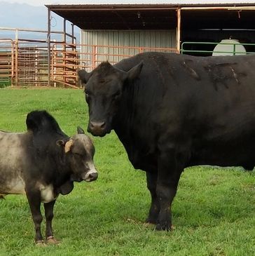 Buddy - the Worlds Largest Black Angus Steer is the biggest sweetheart of a steer.