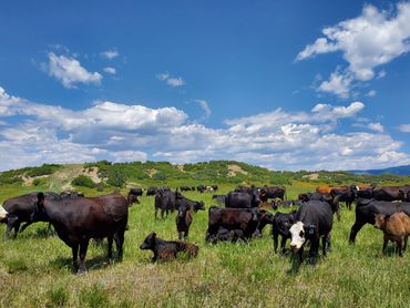 cattle roam freely in high mountain country with wild west excursions from cortez