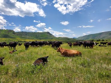 High country trail rides working cattle, or through the forest, lake or river with WildWestX.com