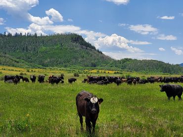 free range black angus cattle tours on wild west x.com