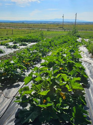 farm fresh excursions at wild west excursions in cortez colorado