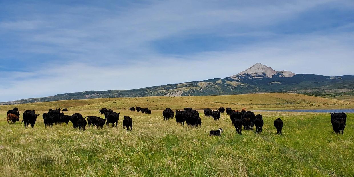 high altitude all natural grass fed black angus beef