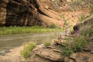 High country trail rides working cattle, or through the forest, lake or river with WildWestX.com