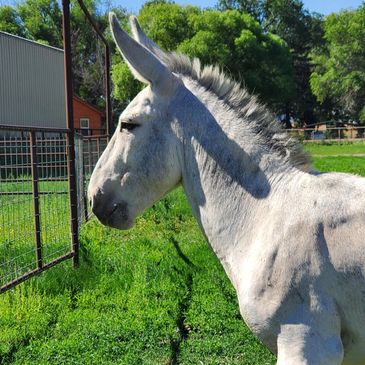 "Handsome Jack" is our Walking  River Guide that loves people, apples and just hanging out.