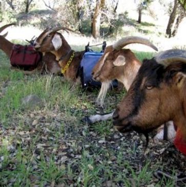 Pack Goats at Wild West Excursions
