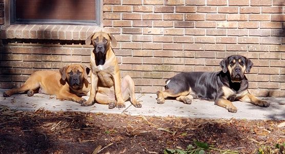 Boerboel Dogs Sitting and Laying Outside