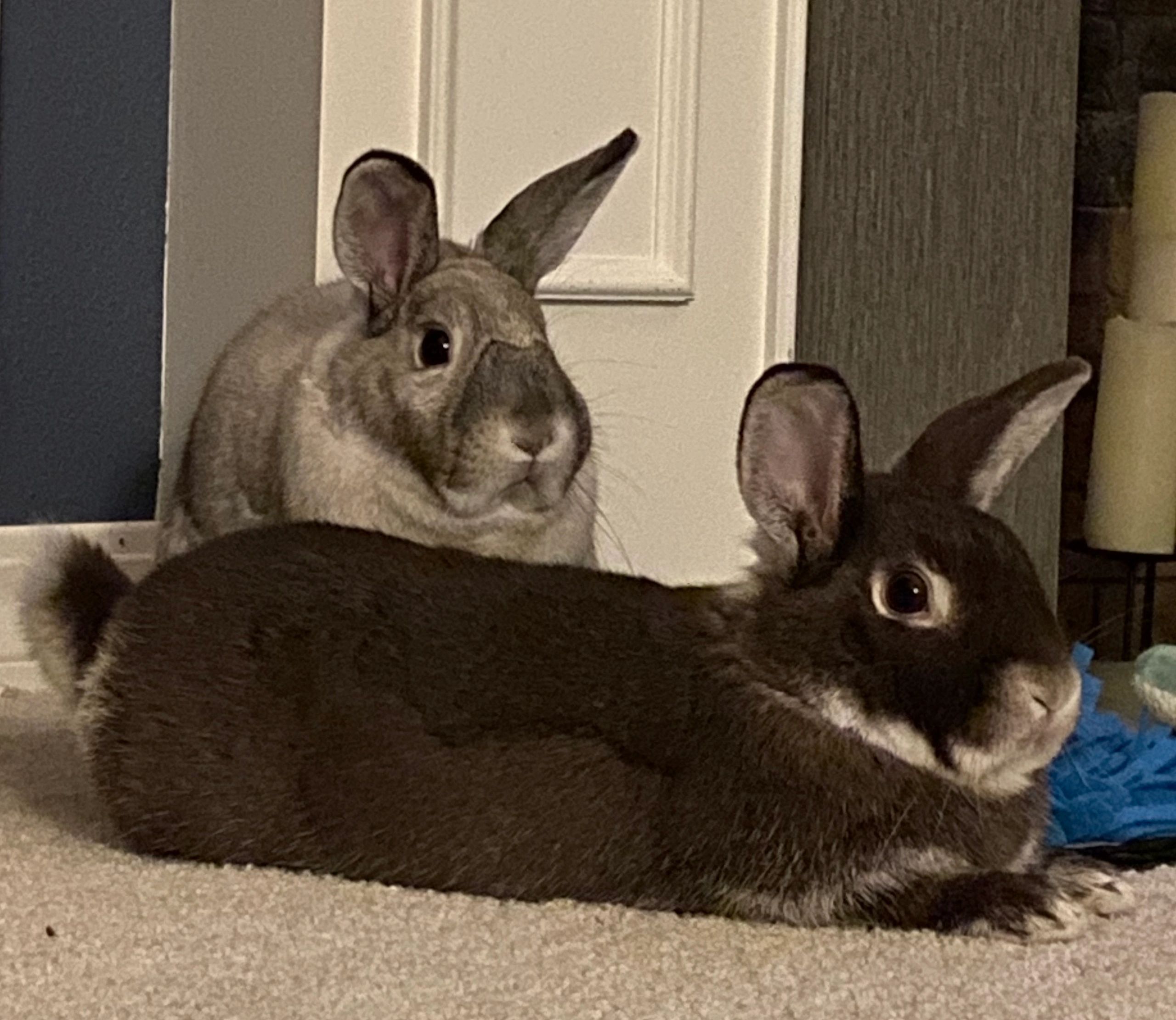 Two rabbits sitting together in front of a fireplace