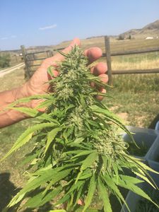 Organic CBG Hemp; Hemp Flower