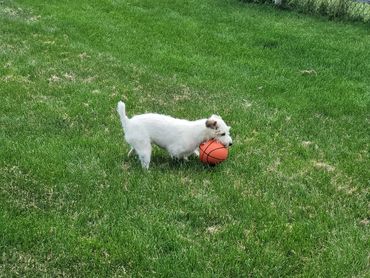 Wrestling with his ball