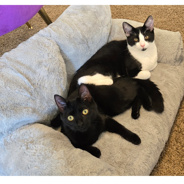 Two cats cuddling together on a soft gray pet bed.