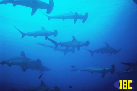school of hammerhead sharks