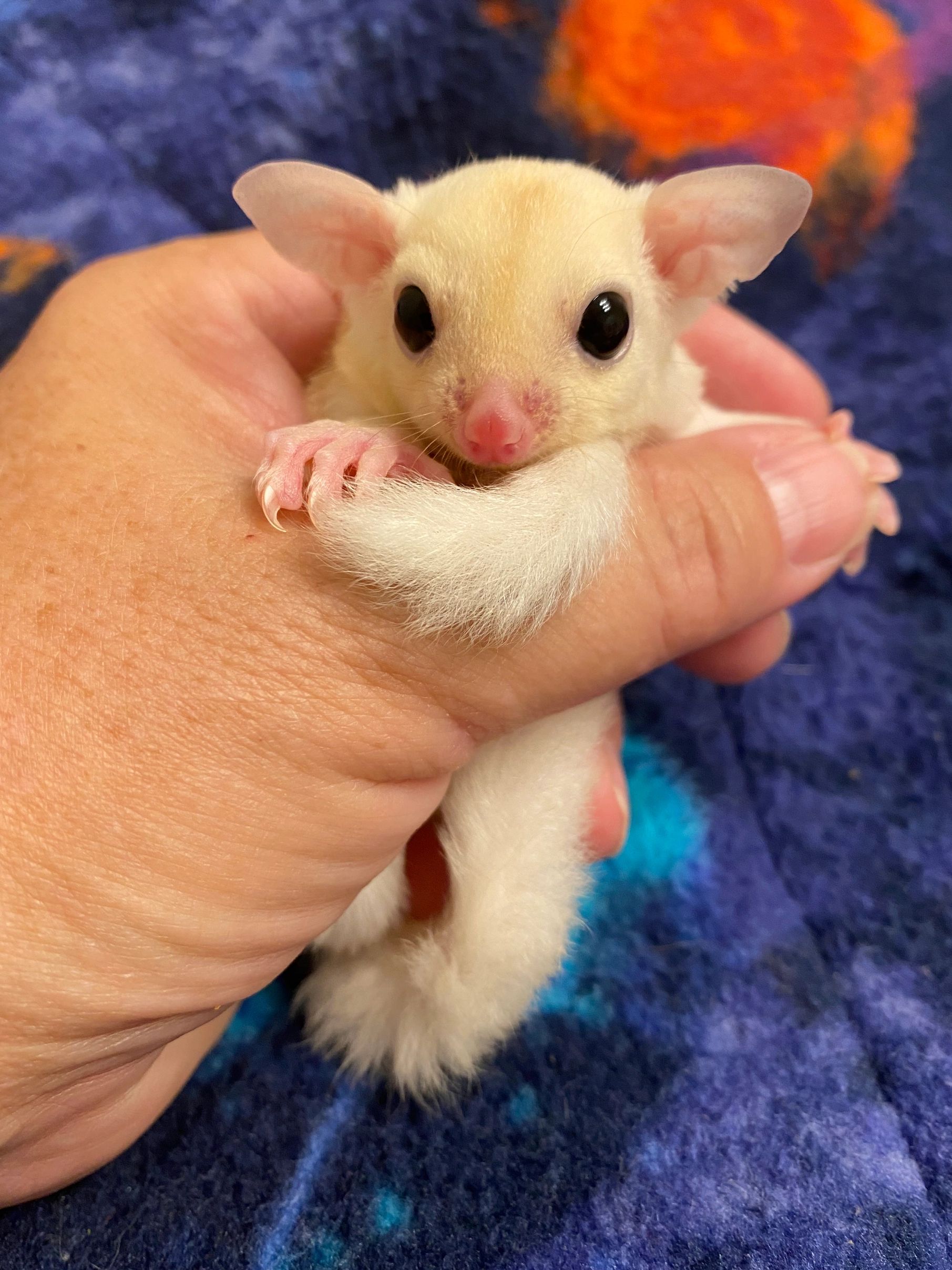 Male Leucistic