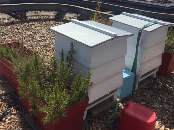 Urban beekeeping. Bees in city. Hives on the roof.
