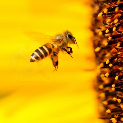 Macro photo of a beehive on a honeycomb with copyspace