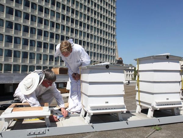 Two beekeepers in the apiary among the hives. Beekeeping training.