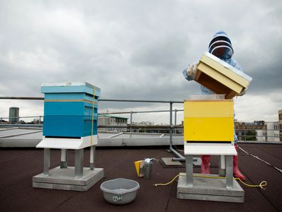 Bees in city. Hives on the roof, urban beekeeping