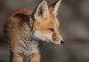 Red Fox ~ Wild