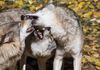 Grey Wolves ~ Calgary Zoo