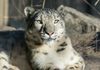 Snow Leopard ~ Calgary Zoo