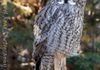 Great Grey Owl - Calgary Zoo