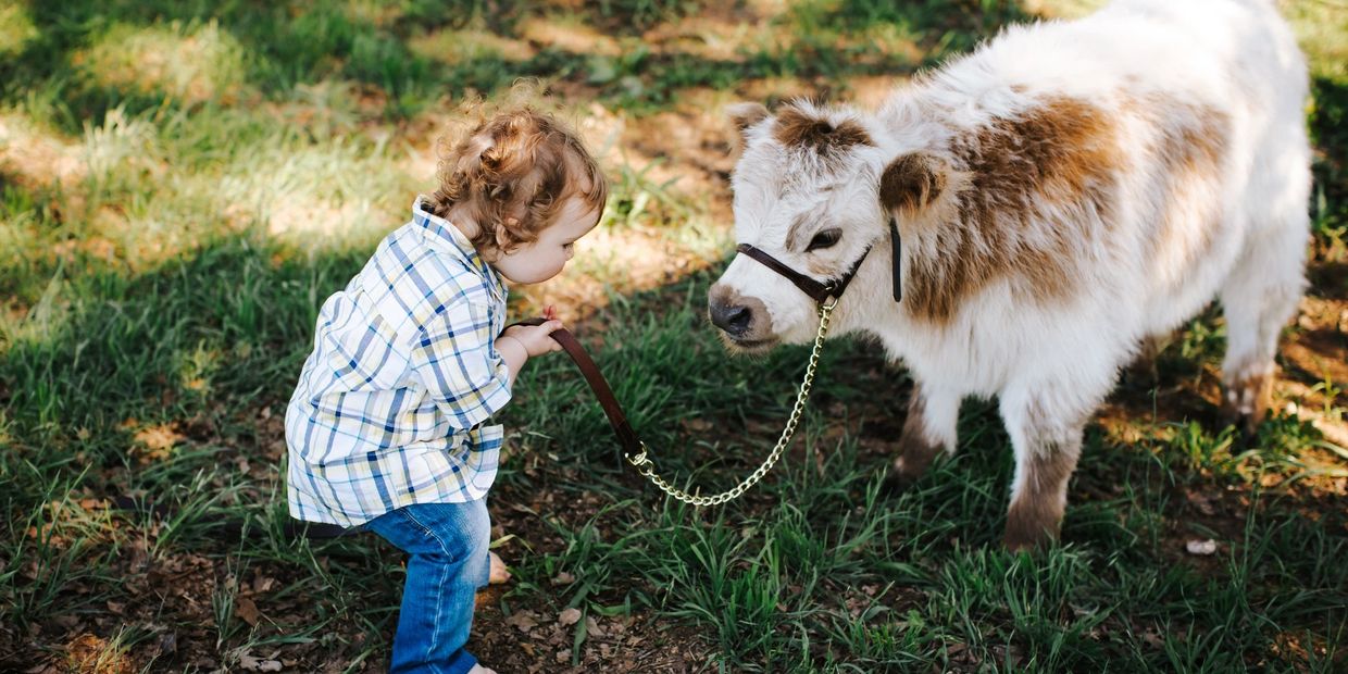 A toddler holding a leash attached to a small fluffy cow outdoors.
