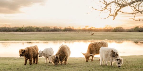 Five Highland cows grazing near a pond at sunset.
