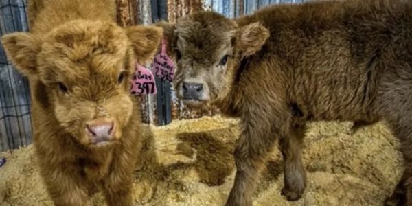 Two fluffy young calves standing in a pen with ear tags.