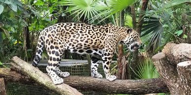 The Belize Zoo