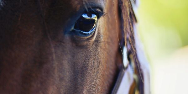 a close up picture of a brown/bay horse's eye