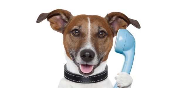 Dog speaking to the phone