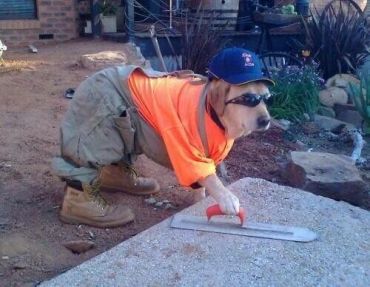 Dog dressed as a construction worker using a trowel on concrete.