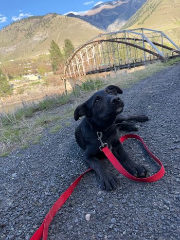 Black dog with a red leash resting on a gravel path near a metal bridge.