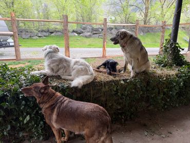 Four dogs relaxing in a fenced yard surrounded by greenery.