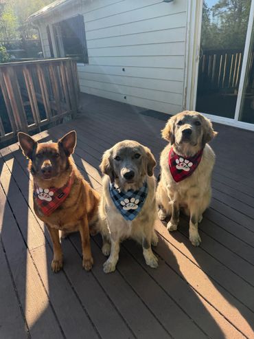 Three dogs wearing plaid bandanas sitting on a wooden deck in sunlight.