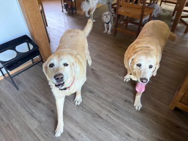 Two happy yellow Labrador Retrievers indoors with other small dogs.