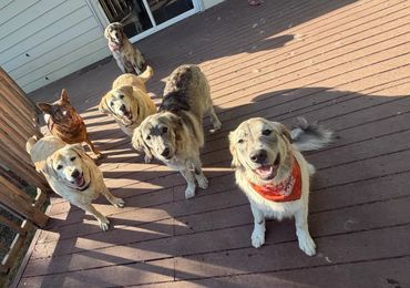 Six happy dogs eagerly looking at the camera on a wooden deck.