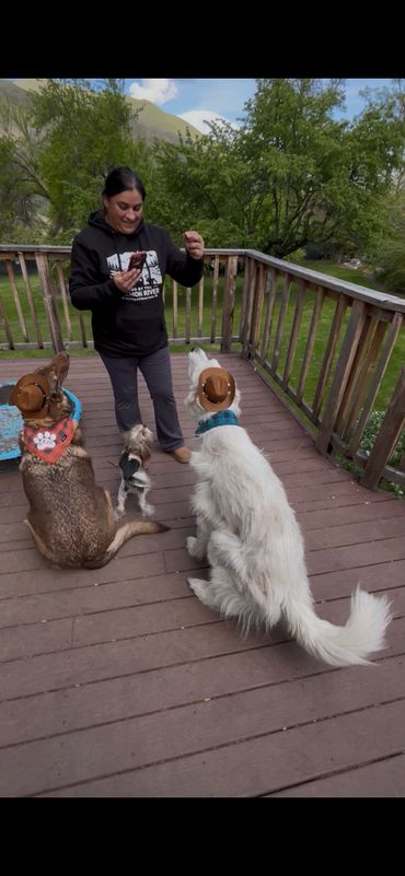 Person training three dogs on a wooden deck, two dogs wearing cowboy hats.