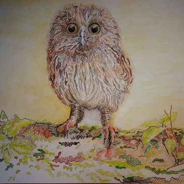 Endangered wildlife Tawny owl