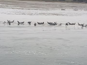 Whale watching is a great things to do in Bodega Bay, CA. "Shauna Lee" Sonoma Coast Adventures