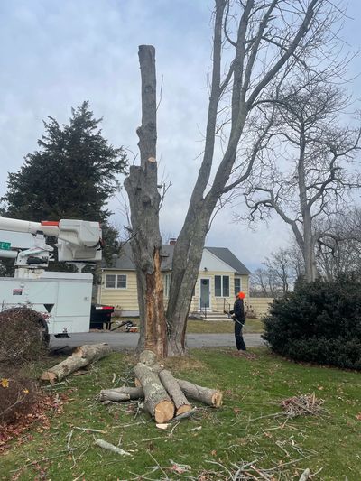 Tree removal at a client's home.