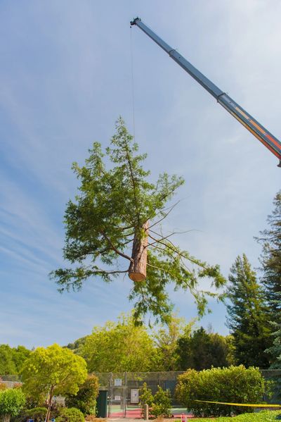 Crane lifting a cut tree top