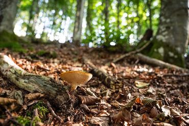 Mushroom on the floor of a European Beech forest