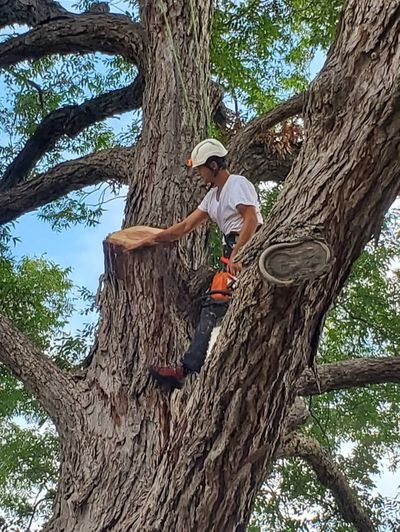 A man wearing safety gear trims a large tree branch.