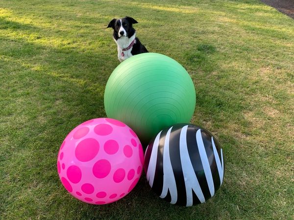 TREIBBALL, CLASSES GROUP CLASSES