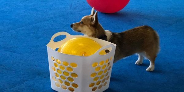 Treibball (pronounced Try-Ball) is an exciting new sport for dogs of all shapes and sizes! Using com