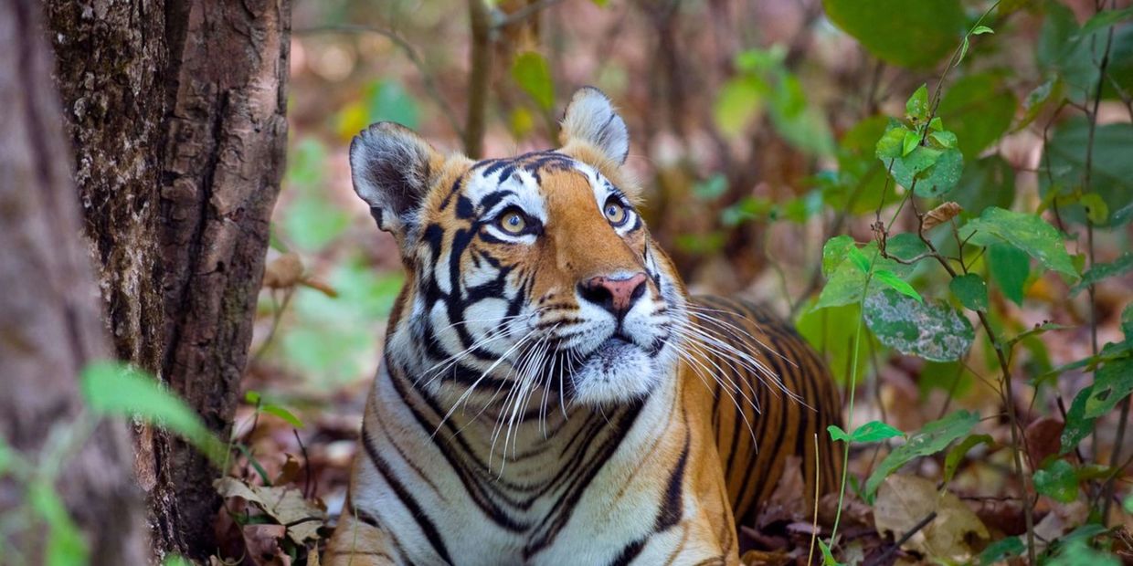 A Bengal tiger lies alert in the forest, surrounded by green foliage.