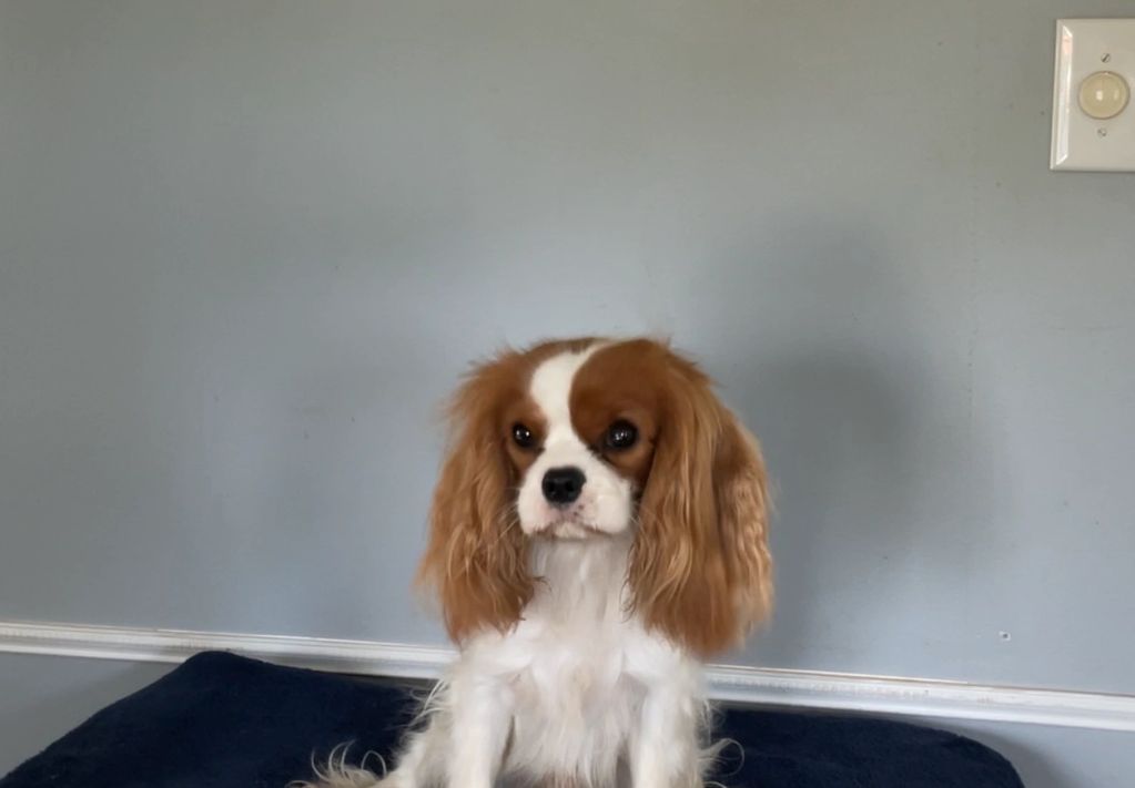 Small dog sitting on a dark cloth-covered table.