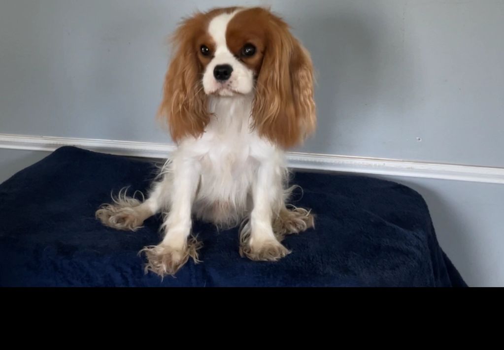 Small dog sitting on a dark cloth-covered table.